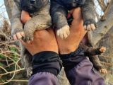 Kangal Yavrular