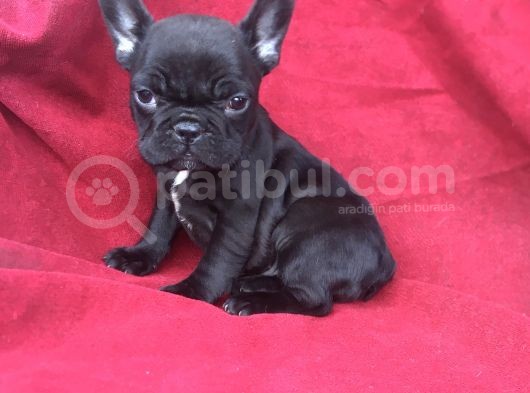 Exotic Blue Erkek Bebişler görsel