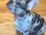 Merle Blue Mavi Gözlü Safkan Orjinal Fransızbulldog