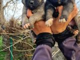 Kangal Yavrular