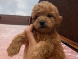 Safkan Poodle Bebeklerimiz