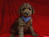 Erkek Yavrumuz Poodle