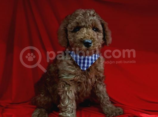 Erkek Yavrumuz Poodle görsel