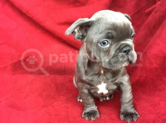 Exotic Blue Erkek Bebişler görsel