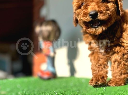 Toy Poodle Kahverengi Kırmızı Red Orjinal Safkan Garantili görsel