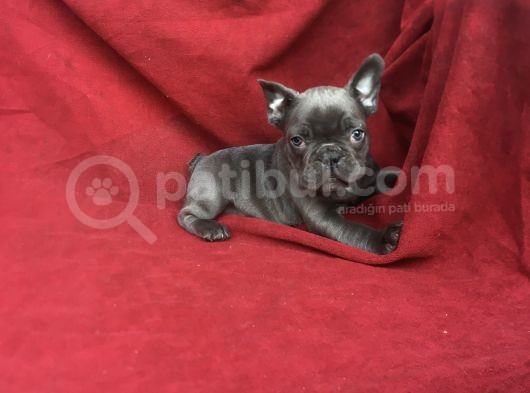 Exotic Blue Erkek Bebişler görsel