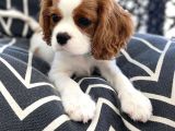Kral Charles Cavalier Spaniel Orjinal Safkan Garantili Kahve Beyaz