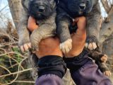 Kangal Yavrular