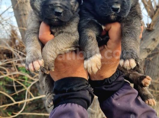 Kangal Yavrular görsel