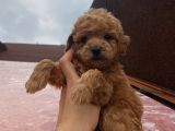 Safkan Poodle Bebeklerimiz