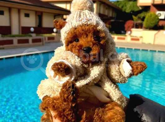 Toy Poodle Kahverengi Kırmızı Red Orjinal Safkan Garantili