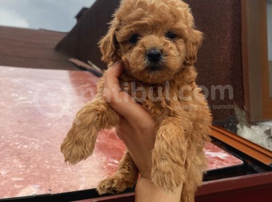 Safkan Poodle Bebeklerimiz görsel