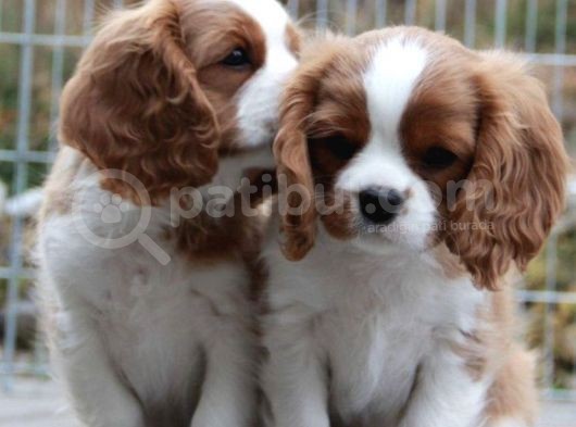 Kral Charles Cavalier Spaniel Orjinal Safkan Garantili Kahve Beyaz