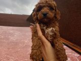 Safkan Poodle Bebeklerimiz