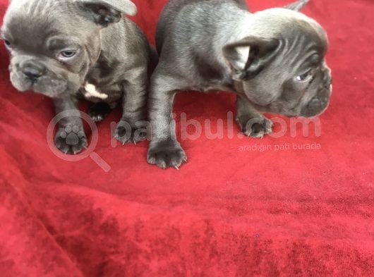 Exotic Blue Erkek Bebişler