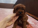 Safkan Poodle Bebeklerimiz