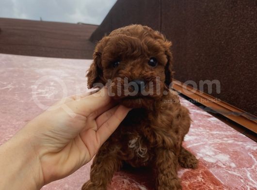 Safkan Poodle Bebeklerimiz