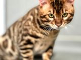 Show Class Erkek Bengal Kedisi Üretime Uygun Secereli