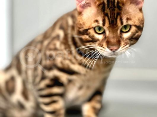 Show Class Erkek Bengal Kedisi Üretime Uygun Secereli görsel