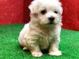 Kar Beyaz Di̇şi̇ Ve Erkek Maltese Terrier Yavrularimiz