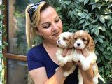 Irk Garantili Harika Cavali King Charles Yavrularımız
