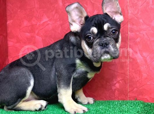 Safkan French Bulldog Black Tan Erkek Yavrumuz görsel