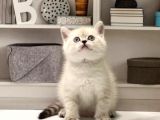 Irk Ve Sağlik Garanti̇li̇ Bri̇ti̇sh Shorthai̇r Si̇lver Yavrularim