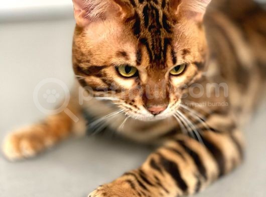 Show Class Erkek Bengal Kedisi Üretime Uygun Secereli görsel