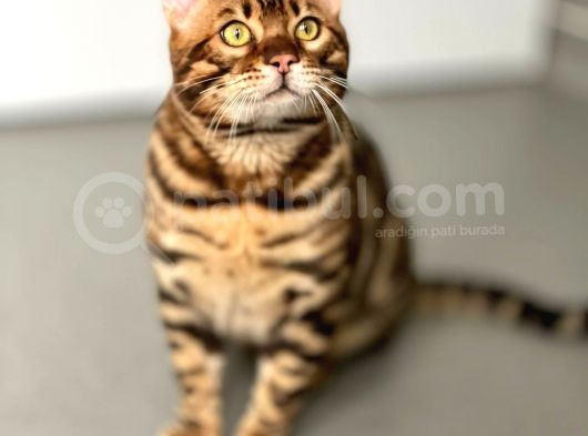 Show Class Erkek Bengal Kedisi Üretime Uygun Secereli görsel