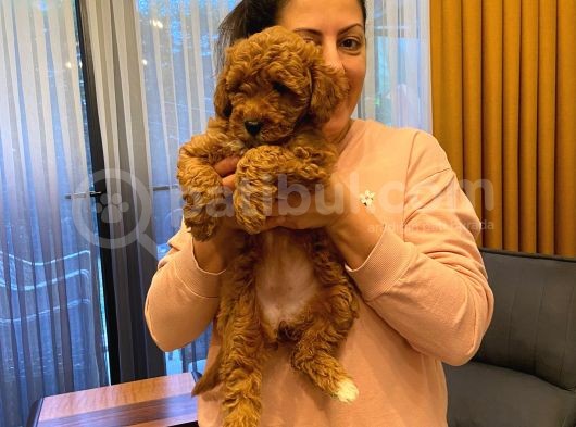 Sevimli Minyatür Poodle Yavrularimiz görsel
