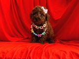 Teacup, 2 KG Garantili Red ToyPoodle Yavrumuz