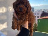 Red Brown Toy Poodle Yavrular