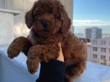 RED BROWN TOY POODLE YAVRULAR