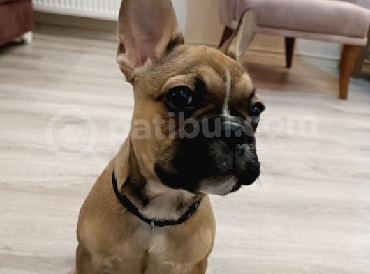 Fawn Erkek Bebek görsel