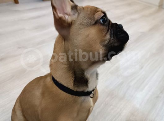 Fawn Erkek Bebek görsel