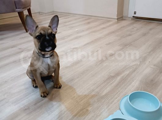 Fawn Erkek Bebek görsel