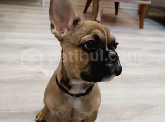 Fawn Erkek Bebek görsel