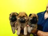 Chow Chow (Çin Aslanı)