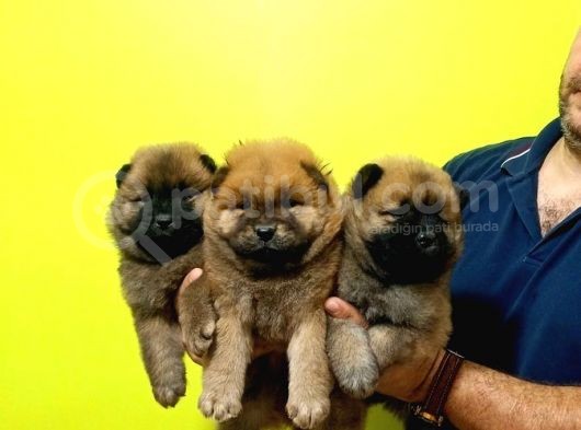 Chow Chow (Çin Aslanı) görsel