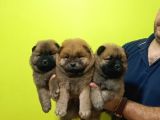 Chow Chow (Çin Aslanı)