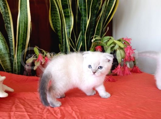 Scottish Fold Yavrular görsel