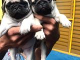 KUZEYPUPPİES’TEN EVLERİNE GİTMEYE HAZIR PUG YAVRULARI