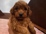 RedBrown Bebekler
