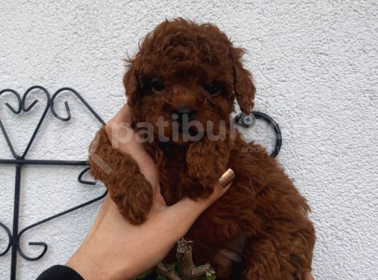 Redbrown Bebekler görsel