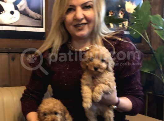 Irk Garantili Harika Toy Poodle Yavrularımız
