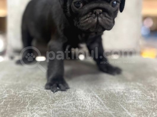 Safkan Pug Mops Bebekler