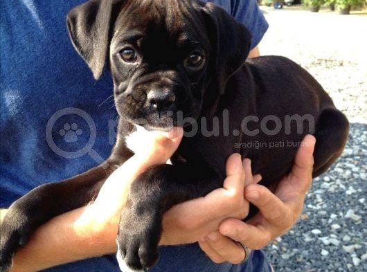 Safkan Cane Corso Muhteşem Bebekler görsel