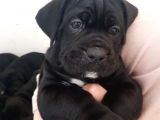 Safkan Cane Corso Muhteşem Bebekler