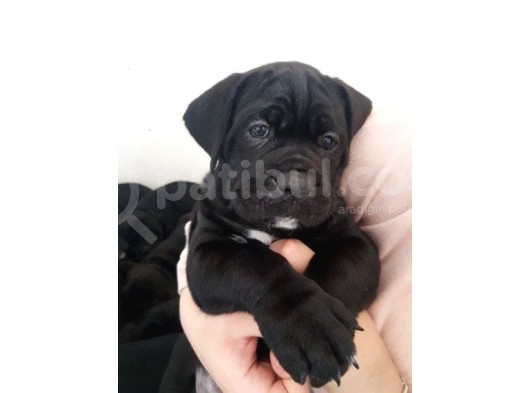 Safkan Cane Corso Muhteşem Bebekler