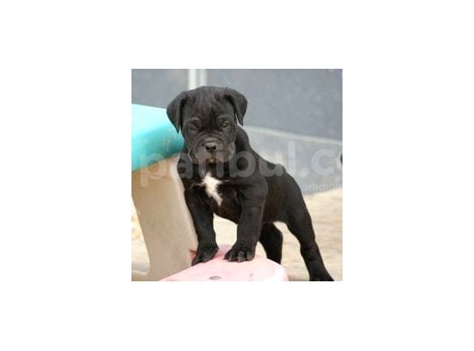 Safkan Cane Corso Muhteşem Bebekler görsel